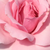 Roza - Vrtnice Floribunda - Regéc
